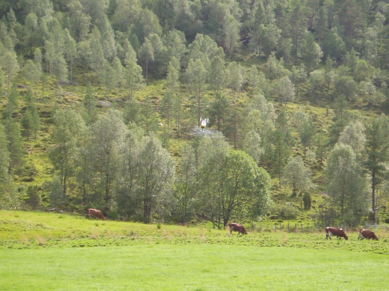 steindalen 09.08.2009 049.jpg